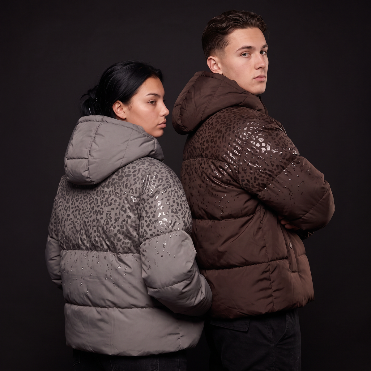 Two leopard reveal puffers back to back, grey and brown